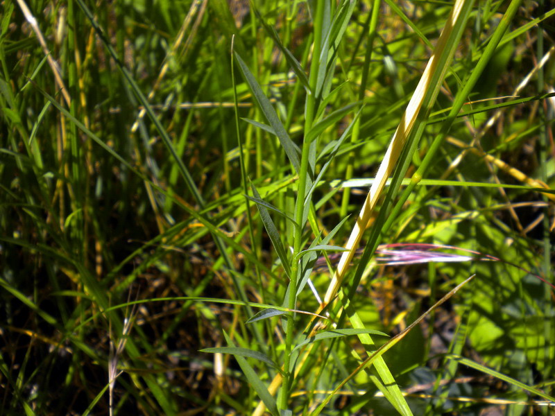 Linum strictum