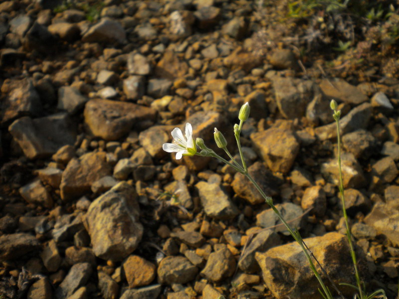 Cherleria (=Minuartia) laricifolia subsp. ophiolitica / Minuartia del serpentino