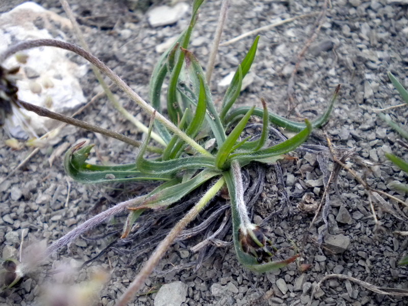 Plantago atrata