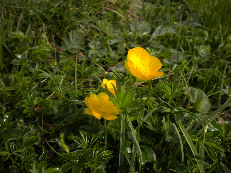 Alto appennino 3 - Ranunculus sp.