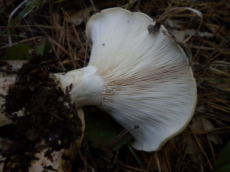 Lactarius