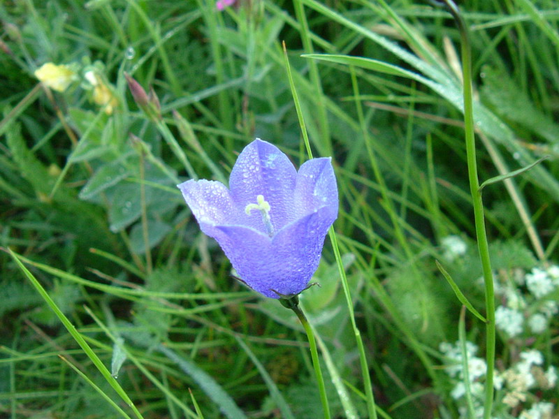 Parco del Gigante 7 - Campanula persicifolia