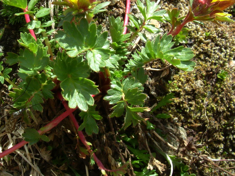 Geum reptans / Cariofillata delle pietraie