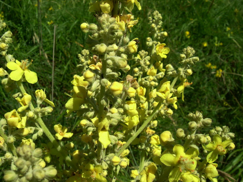 Verbascum sp.