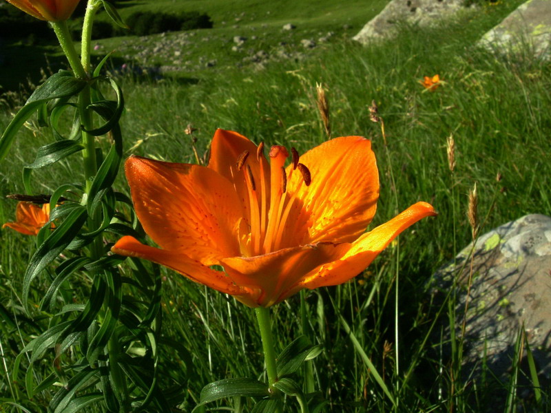 Lilium bulbiferum subsp. croceum / Giglio rosso, Giglio di San Giovanni