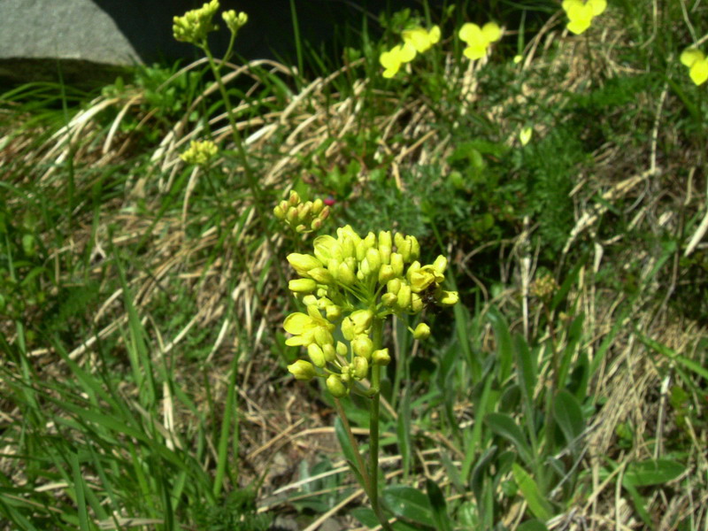 Con foglie pelose - Biscutella laevigata