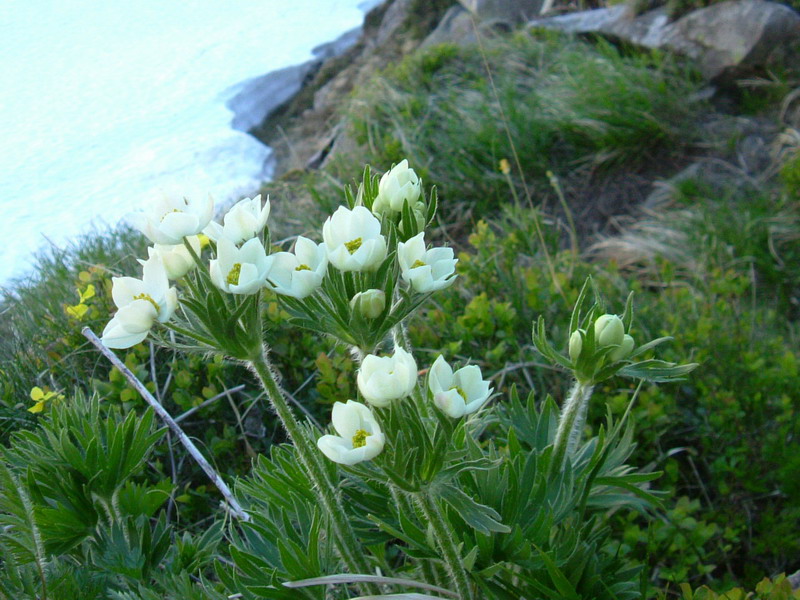 Anemonastrum narcissiflorum (=Anemone narcissiflora)