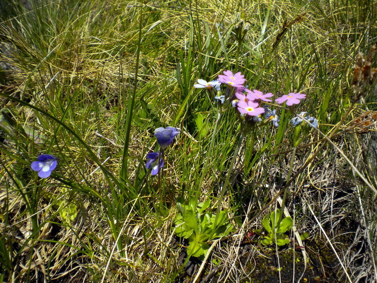 Primula farinosa