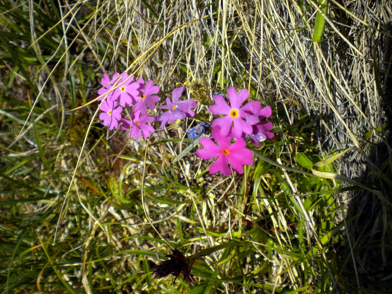 Primula farinosa