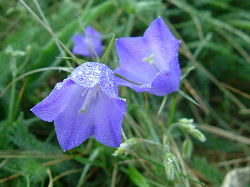 Parco del Gigante 7 - Campanula persicifolia