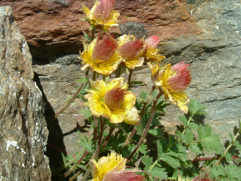 Geum reptans / Cariofillata delle pietraie