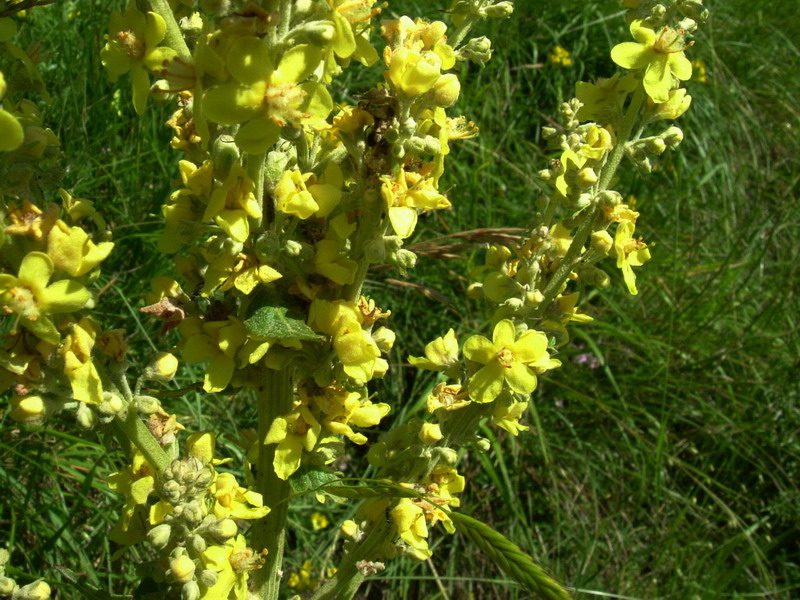 Verbascum sp.