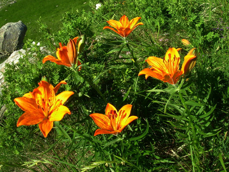 Lilium bulbiferum subsp. croceum / Giglio rosso, Giglio di San Giovanni