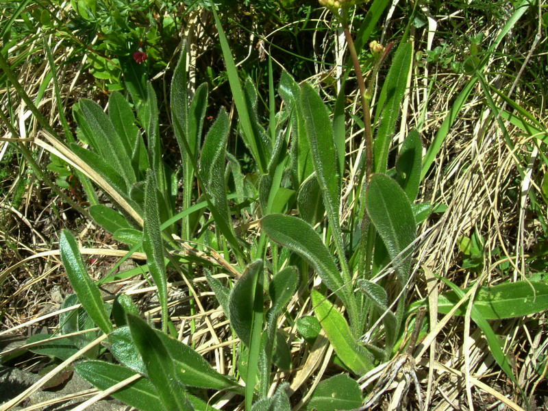 Con foglie pelose - Biscutella laevigata