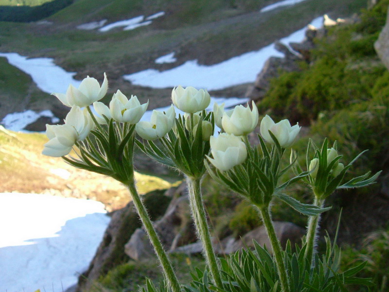 Anemonastrum narcissiflorum (=Anemone narcissiflora)