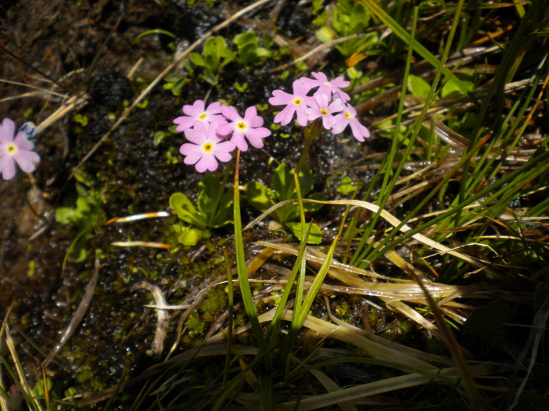 Primula farinosa