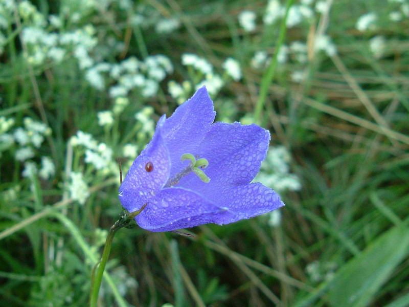 Parco del Gigante 7 - Campanula persicifolia