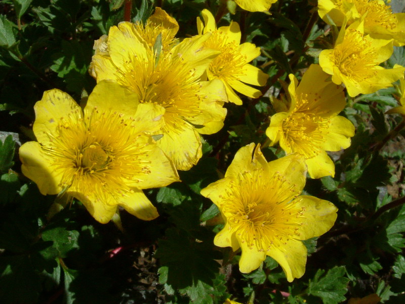 Geum reptans / Cariofillata delle pietraie