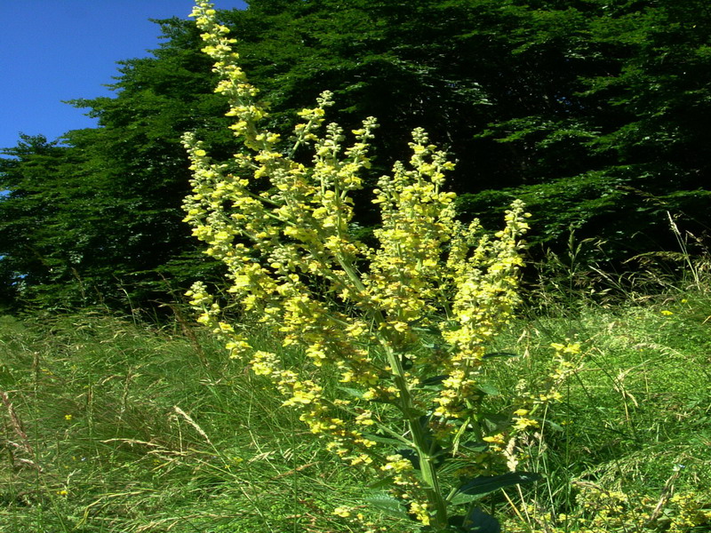 Verbascum sp.