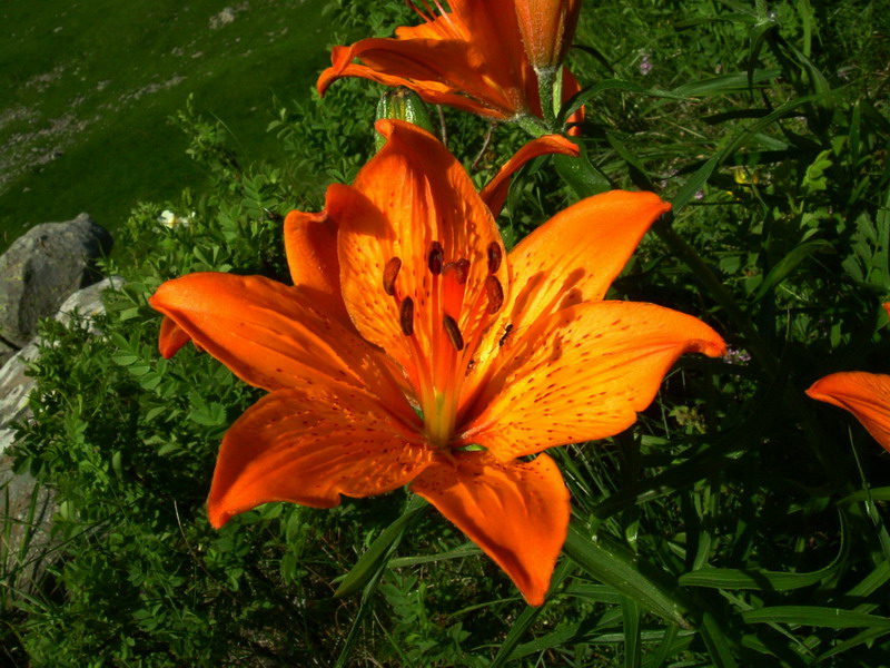 Lilium bulbiferum subsp. croceum / Giglio rosso, Giglio di San Giovanni