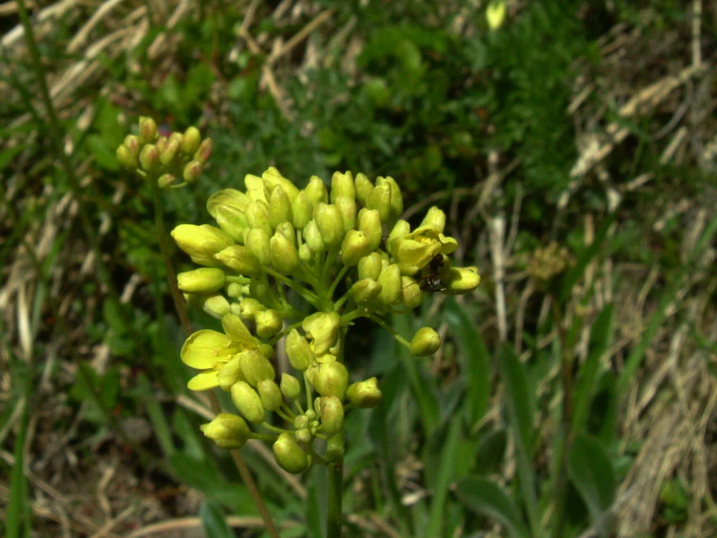 Con foglie pelose - Biscutella laevigata