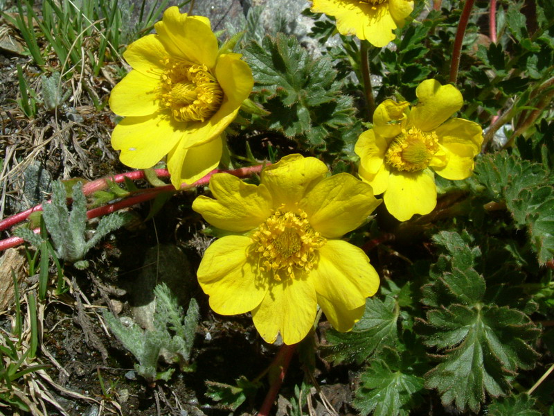 Geum reptans / Cariofillata delle pietraie