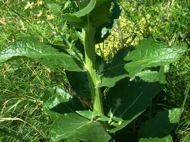 Verbascum sp.