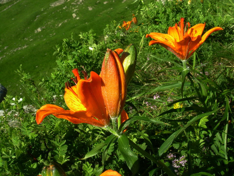 Lilium bulbiferum subsp. croceum / Giglio rosso, Giglio di San Giovanni