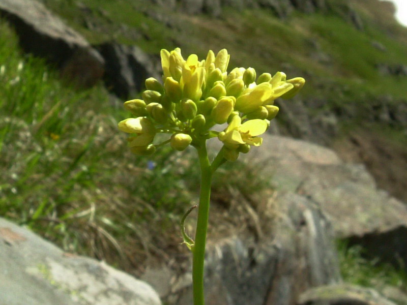 Con foglie pelose - Biscutella laevigata