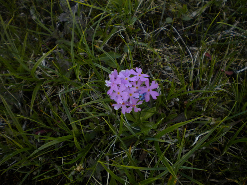 Primula farinosa