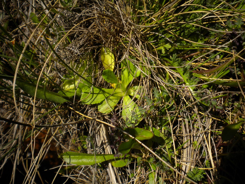 Primula farinosa