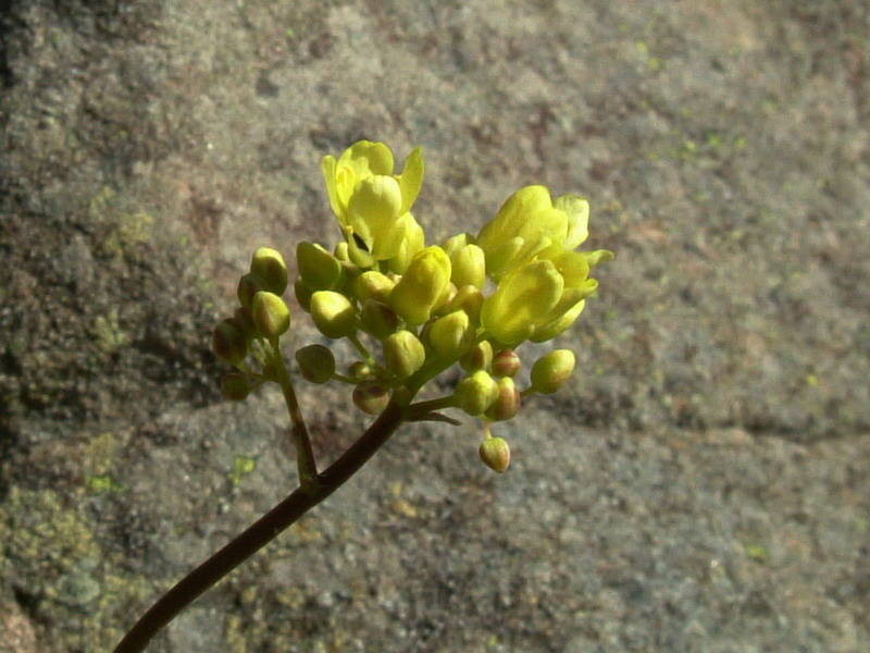 Con foglie pelose - Biscutella laevigata