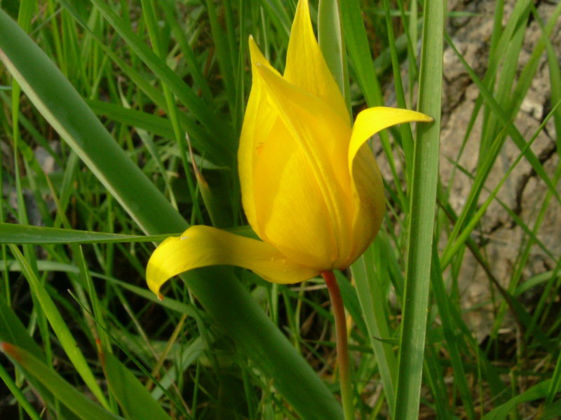 Tulipa sylvestris