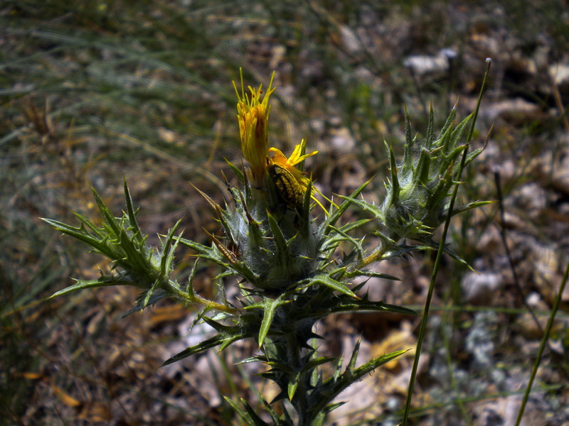 Carthamus lanatus