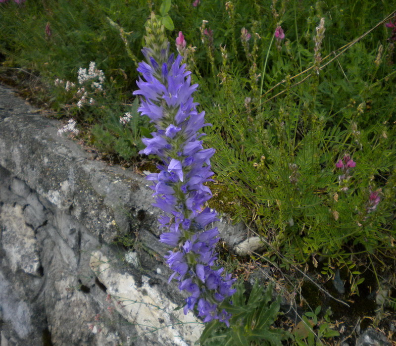 Campanula spicata / Campanula spigata