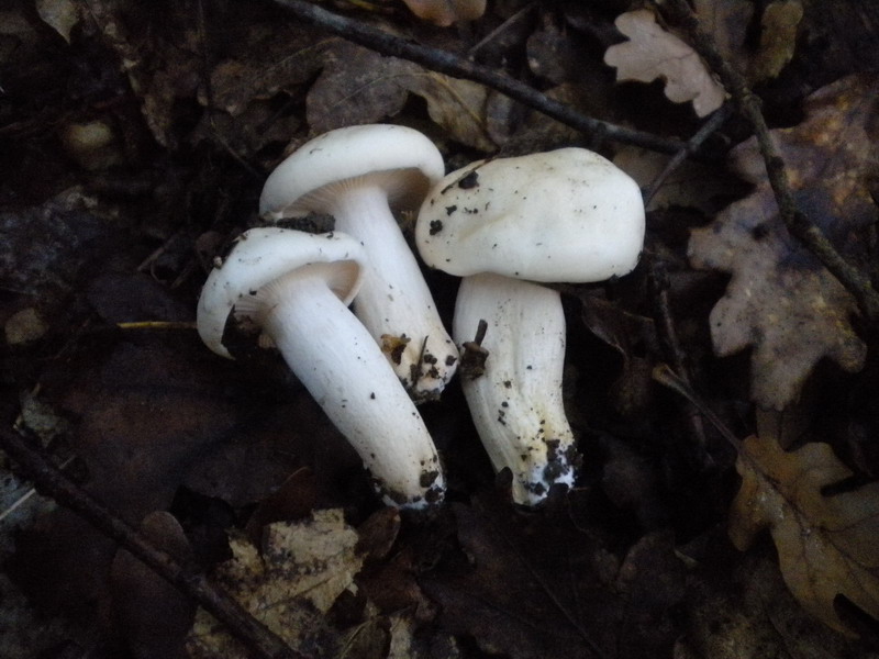 Hygrophorus