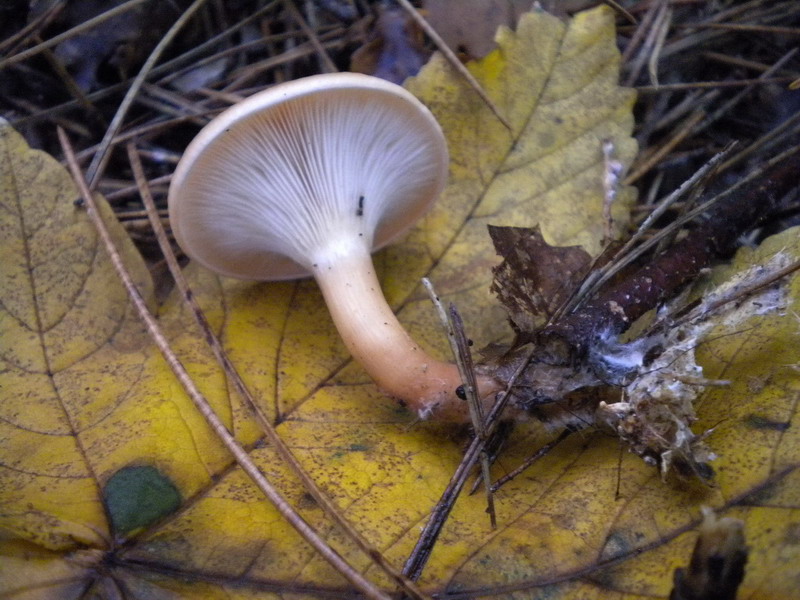 Clitocybe