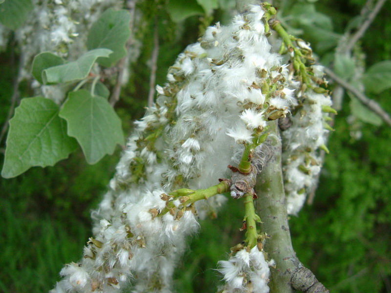 Populus alba