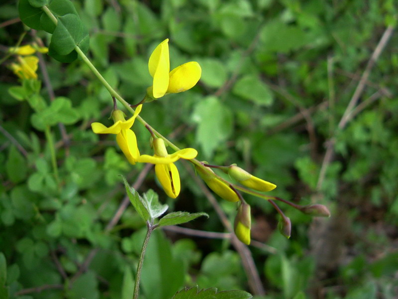 Cytisophyllum sessilifolium / Citiso a fg. sessili