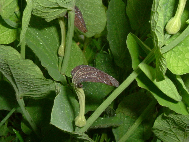 Aristolochia rotunda