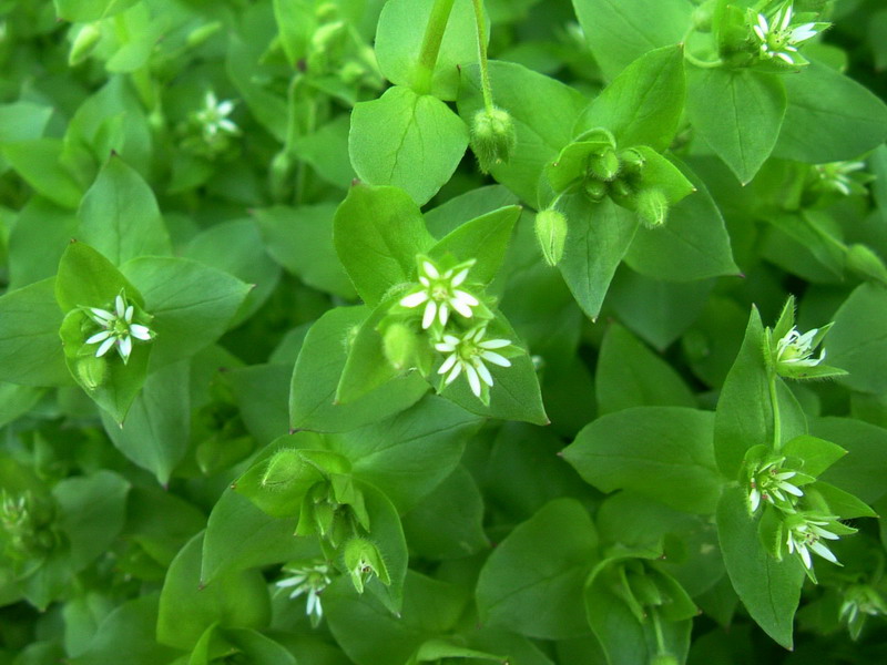 Tappeto verde - Stellaria media