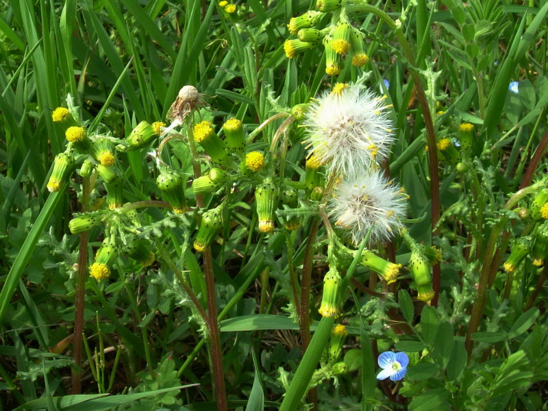 Senecio vulgaris / Senecione comune