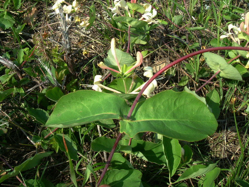 Lonicera implexa