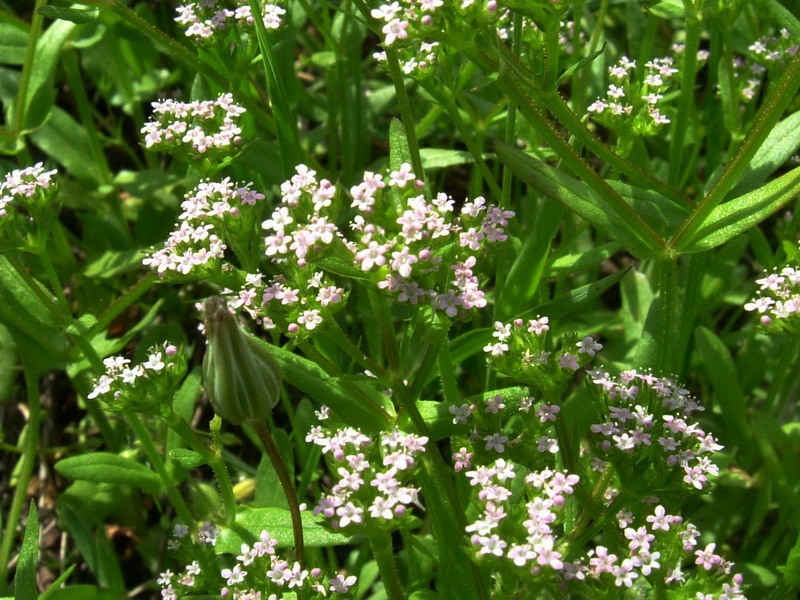 Valerianella sp.