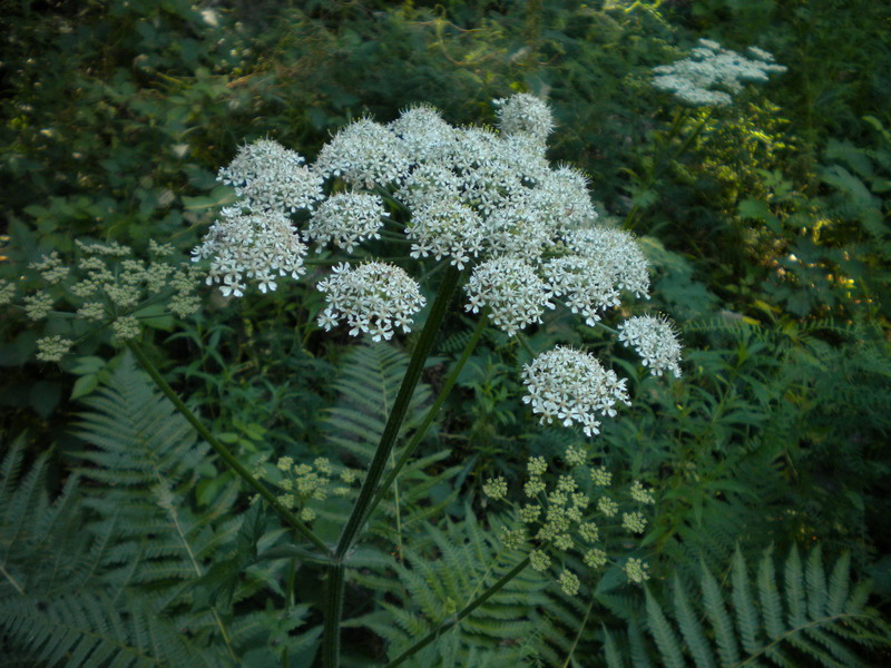 Imperatoria ostruthium / Imperatoria vera