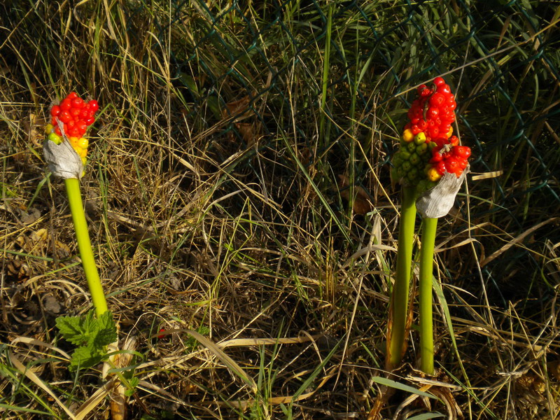 Arum italicum