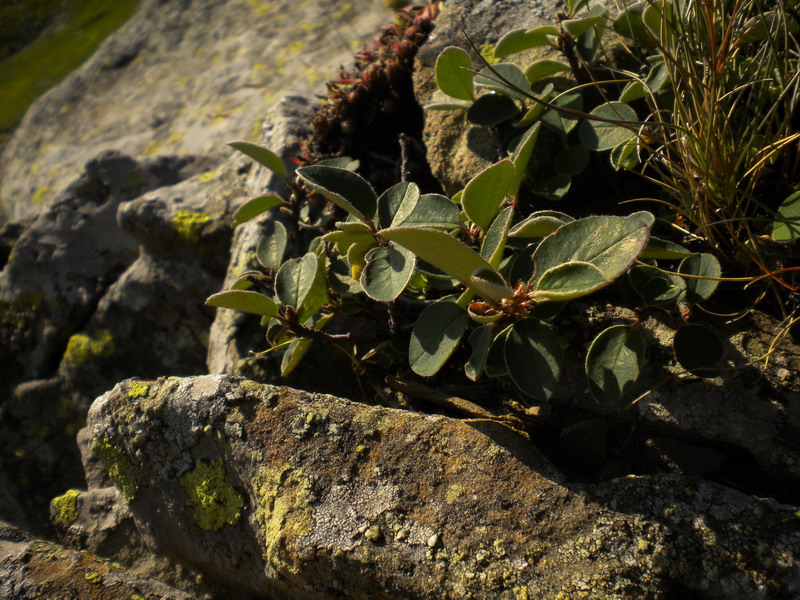 Da determinare: Cotoneaster integerrimus?