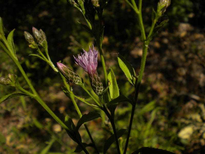 Serratula tinctoria