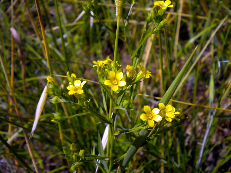 Linum strictum