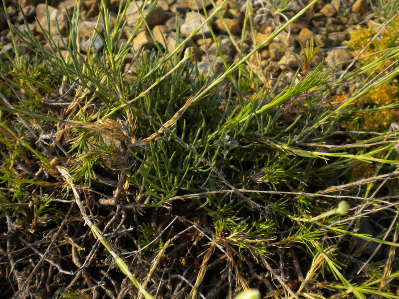 Cherleria (=Minuartia) laricifolia subsp. ophiolitica / Minuartia del serpentino